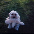 Picture for song 'Red Ant Slow Blues 02' by artist 'Alan Sirvent'