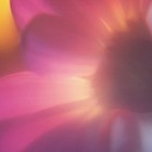 Picture for song 'Op.5 'Fantesie pour elle'' by artist 'Androne Sebastian'