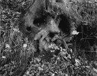Picture for song 'Dying Daylight' by artist 'Aokigahara'