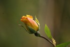 Picture for song 'Tr 01 Country rose--- 256 KBPS 91081' by artist 'ARKADE MUSIC KEV n ROB'