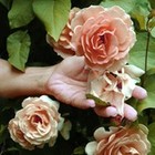 Picture for song 'Hands, roses (:36sec)' by artist 'Aural Pleasure: The Poetry of Brenda Clews'