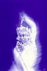 Picture for song 'Mantra (part 1)' by artist 'Baby Schulz'