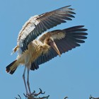 Picture for song 'Wings Up ::: Free DL :::' by artist 'biG-AppLe Productions'