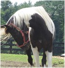 Picture for song 'Riding Ol Willie' by artist 'Bob Forbes'