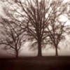 Picture for song 'El hombre que plantaba árboles' by artist 'Cambridge 2003'