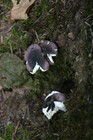 Picture for song 'PICKING MY MUSHROOM' by artist 'ChazBaby'