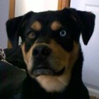 Picture for song 'Pravus (Meshuggah)' by artist 'christofthedead'