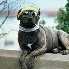 Picture for song 'Walk The Dog **EXCLUSIVE BANGA***' by artist 'C-Mal Beats'