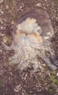 Picture for song 'Rock Pooling (Jellyfish mix)' by artist 'Crazy Quilt Bouquet'