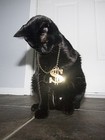 Picture for song 'Pay ME' by artist 'Crystal Trees'