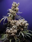 Picture for song 'Prostitutes Drug Dealers mix' by artist 'Crystal Trees'