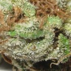 Picture for song 'Tramp' by artist 'Crystal Trees'