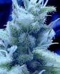 Picture for song 'Water logged' by artist 'Crystal Trees'