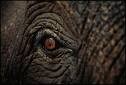 Picture for song 'ELEPHANT N DA ROOM *FREE DOWNLOAD' by artist 'Da Jetsonz'