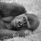 Picture for song 'In My Sleep' by artist 'Dan Tharp'