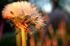 Picture for song 'Little Delilah' by artist 'DaSorceror'