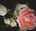 Picture for song 'There Still Blooms A Rose' by artist 'David and Linda Byers'