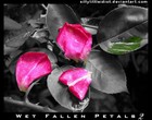 Picture for song 'dj-wiz-fallenroses' by artist 'Dejay Wiz'