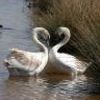 Picture for song 'Deuxième Cygne' by artist 'Denis Desbiens'