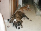 Picture for song 'D.D.P. DEV DOG PRODUCTIONS 136' by artist 'devdogproductions'