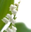 Picture for song 'Lily of the Valley' by artist 'DJ Cool Classic'