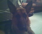 Picture for song 'You Are Tuned - Quick Feat. Tyrax' by artist '(Dog) Tyrax'
