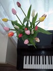 Picture for song 'Tulips on the Organ' by artist 'Dollar Bill and the Unmentionables'