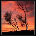 Picture for song 'A Strange And Different Wind' by artist 'Alan D David'
