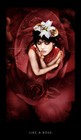 Picture for song 'Like A Rose' by artist 'DuyProduction'