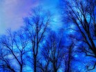 Picture for song 'Tree oh so beautiful blue' by artist 'Earth Blues 2'