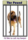 Picture for song 'THE DOG POUND BLUES' by artist 'Edit Delete'