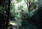 Picture for song 'Jungle' by artist 'ElectroLatrine'