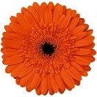 Picture for song '(we gotta) live in love' by artist 'emanual teh pirate'