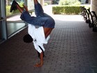 Picture for song 'Ik wil Beeff (1L diss)' by artist 'Enow'