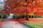 Picture for song 'Falling Leaves' by artist 'Euphonity'