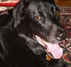 Picture for song 'BIGBLACKDOG' by artist 'Extra Crispy'