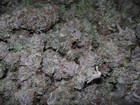 Picture for song 'Young Fed - Cali Kush (Free/DL)' by artist 'Federal Beats'