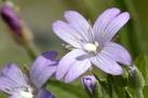 Picture for song 'Epilobium' by artist 'fruitloop'