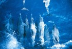 Picture for song 'Happiness' by artist 'Fused Soul'