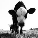 Picture for song 'Cows Eat Grass - Vinny Ray' by artist 'FusionTunesDotNet'