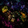 Picture for song 'Foetus Dreaming' by artist 'Garden of Surreal Dreams'