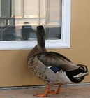 Picture for song 'Duck Won't Stop Following Me' by artist 'Gefilte Fist'