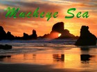 Picture for song 'Mucheye Sea' by artist 'Gene Hilbert'