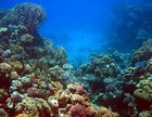 Picture for song 'Coral Reefs' by artist 'Geoffrey Orbegoso'