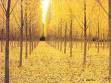 Picture for song 'Lux Aurumque (Choral)' by artist 'Goose Creek Bands'