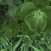 Picture for song 'Irish meadows' by artist 'greenminstrey'