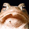 Picture for song 'Dirty Frog' by artist 'GrimeJah'