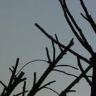 Picture for song 'Weight of Dusk' by artist 'guanoman'