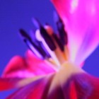 Picture for song 'HAIKU DANCE' by artist 'haiku (DK)'