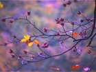Picture for song 'My Garden' by artist 'haiku (DK)'